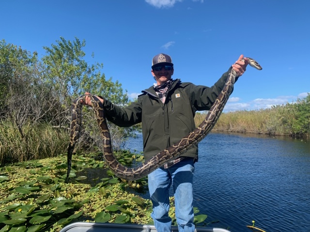 Everglades airboat tour guide holding a large invasive Burmese python during a wildlife adventure in the Florida wetlands.